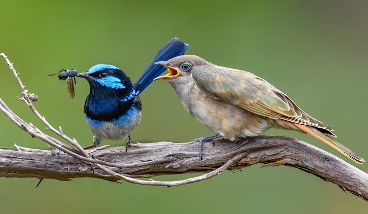 Congratulations to Naomi Langmore from <a href="/EcoEvo_ANU/">Ecology&EvolutionANU</a> and the team on their latest Science paper. <a href="/ANUmedia/">ANU Media</a> Cuckoos!!

science.org/doi/10.1126/sc…