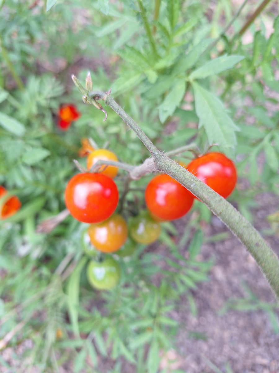 Omg, the first tomatoes(cherry sweetie) of the year are delicious.......this three are gone, never to be seen again....yum.