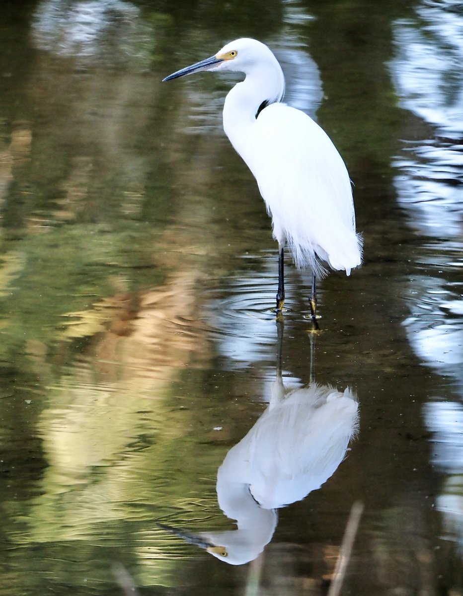 Just a little walk around the hood... #Florida #AdoorableThursday #Photography #Nature