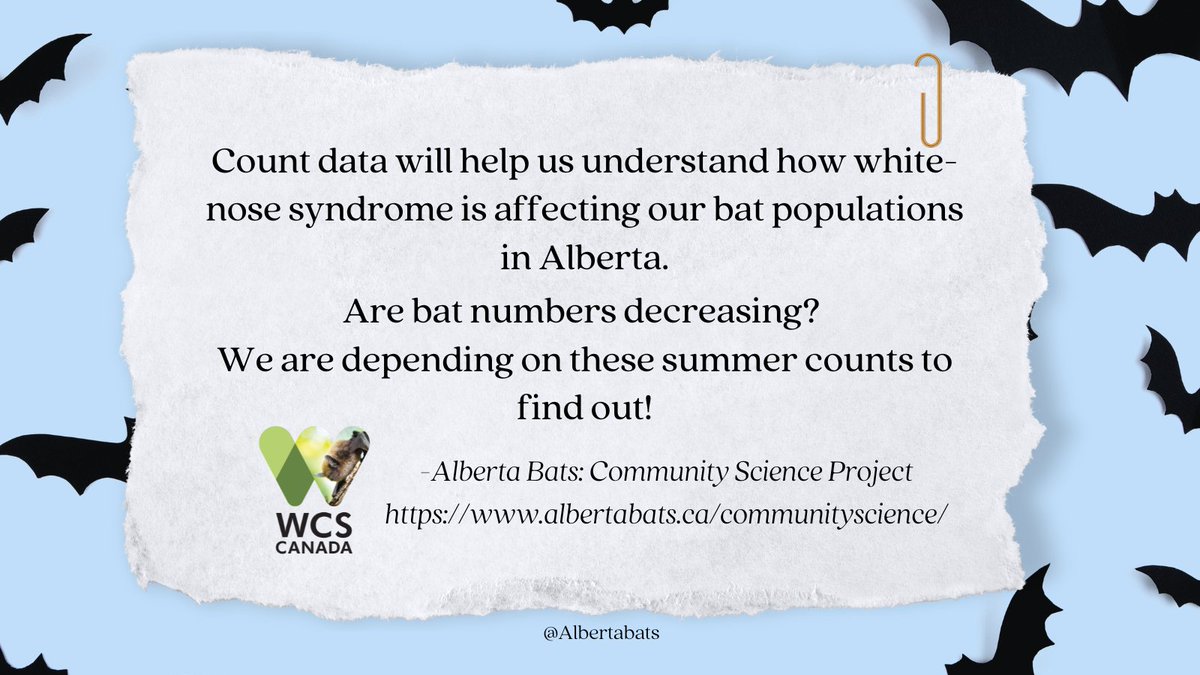 albertabats's tweet photo. JOIN US! COUNT BATS! Community Science can create powerful datasets with enough involvement &amp; coverage. Understanding what is happening with bat populations is very difficult! Help us help bats. #CountThemAll #AlbertaBats https://t.co/jXm4XshPkM