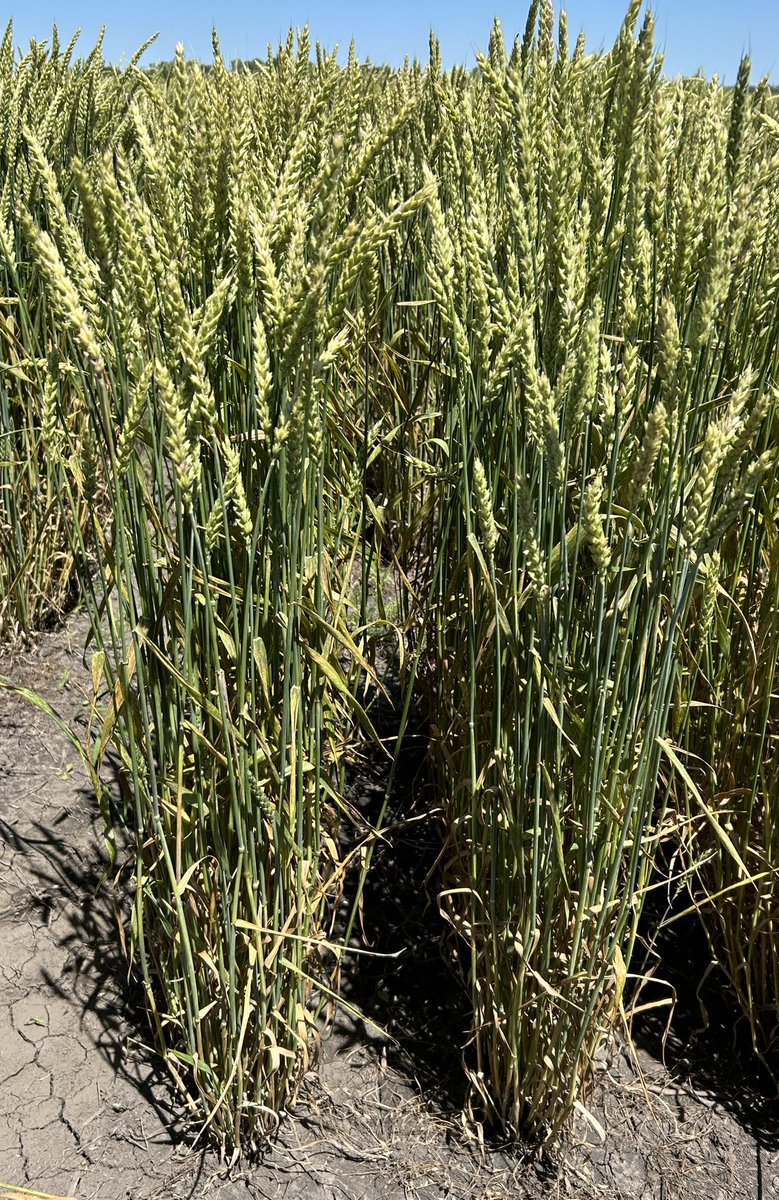 Selecting headrows today.

5 years ago I selected the parents of these lines in headrows, then made the crosses among the best in 2021.

Finally, these babies are mine.😎#plantbreeding #wheat