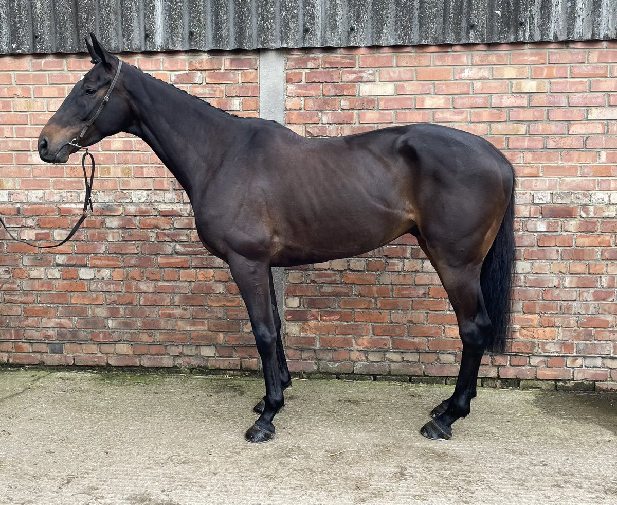 FOR SALE TO STAY IN YARD. ❤️
Novice Chaser 
7yr 
Gelding 
Winner of 2 Irish point to points 
And placed every start over fences. 
Very consistent, finishing in the first 4,  13 times out of 17 starts! 

For more information please message
 Jess - 07939686226