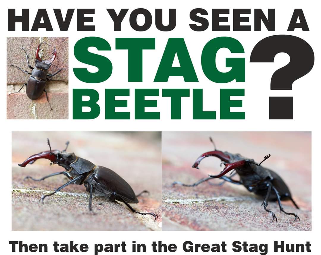 We've seen one or two social media posts today mentioning Stag Beetle sightings in Colchester, so reposting this from last year...

When you're visiting the festival keep an eye out for Stag Beetles as they can often be found in the garden opposite the @ColchesterArts.