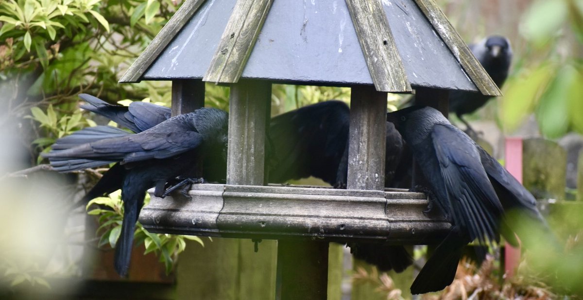 SaveOurSparrows's tweet image. I think it’s safe to say the #Jackdaws and their endearing young have chosen this #Birdtable this Spring. Seems the terracotta saucer with bird seeds and bird nuts on the walls are not as cozy. 
The joy these #Corvids bring 🖤 their calling to their young is distinct. #Birds