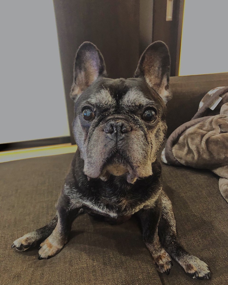 ログが初めてこの座り方しました。

こわいけど、めちゃくちゃかわいーね。
顔がデカすぎるね
かわいーね。