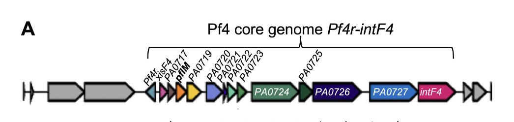 George O'Toole (he/him/his) (@geiselbiofilm) on Twitter photo New in JB: <a href="/ameliakschmidt/">Amelia Schmidt</a> in the <a href="/PRSecor/">Patrick R. Secor</a> lab describes a quick & easy method to cure P. aeruginosa clinical isolates of filamentous Pf prophage infections, which affects bacterial quorum sensing & virulence phenotypes.
journals.asm.org/doi/epub/10.11…
<a href="/ASMicrobiology/">ASM</a> <a href="/JBacteriology/">JBacteriology Eds</a> New in JB: <a href="/ameliakschmidt/">Amelia Schmidt</a> in the <a href="/PRSecor/">Patrick R. Secor</a> lab describes a quick & easy method to cure P. aeruginosa clinical isolates of filamentous Pf prophage infections, which affects bacterial quorum sensing & virulence phenotypes.
journals.asm.org/doi/epub/10.11…
<a href="/ASMicrobiology/">ASM</a> <a href="/JBacteriology/">JBacteriology Eds</a>