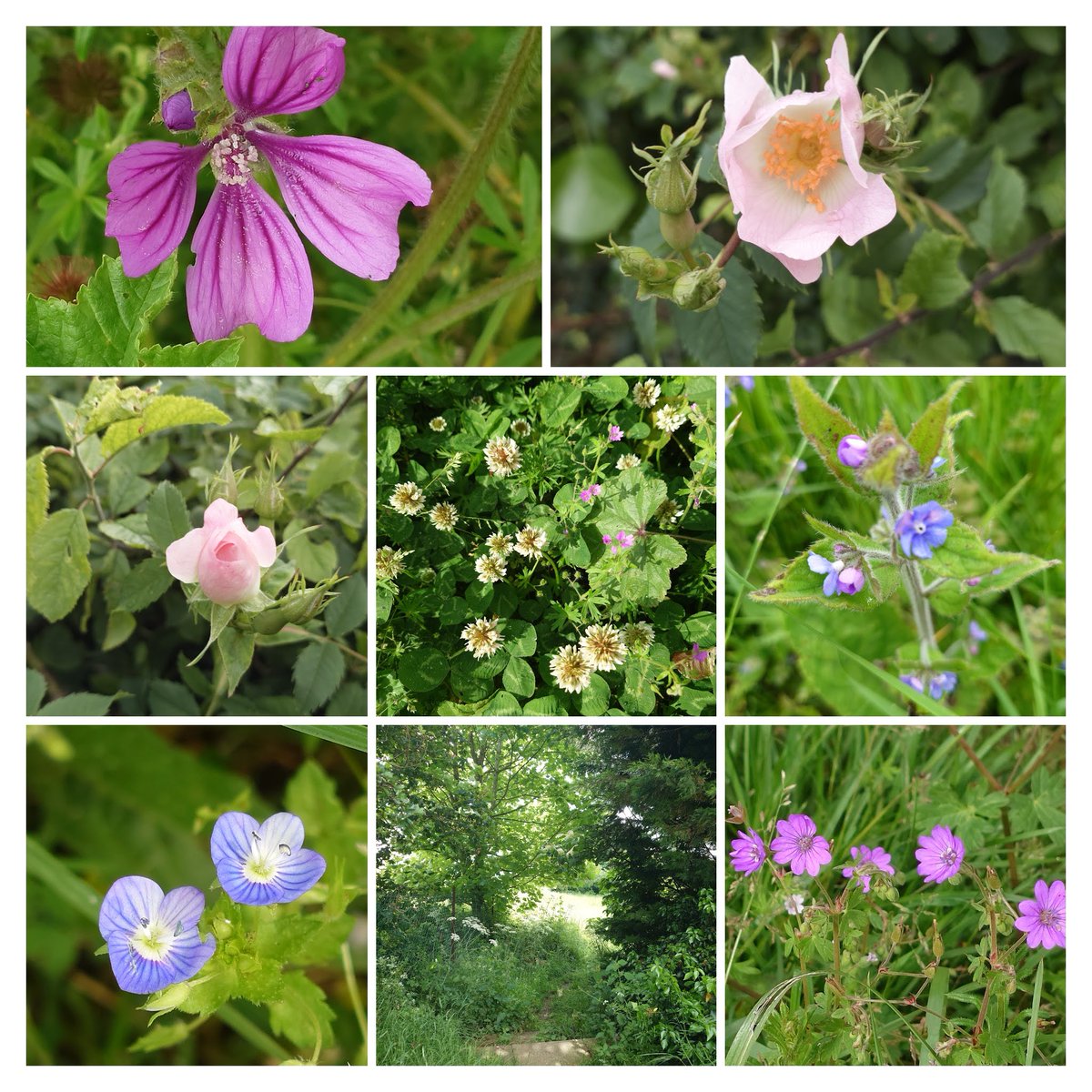 MTravelsPR's tweet photo. walk on the wild side and tiny floral treasures, Rutland's motto is 'Multum in Parvo' (much in little) - just that!
#wildflowers #EndofMay #Rutland https://t.co/PlREM8iGRu