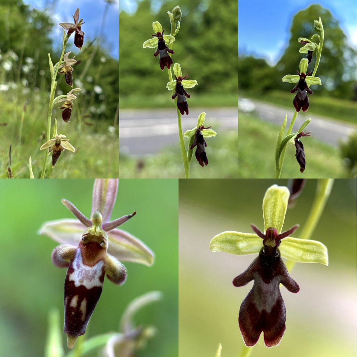 Liz Louise tweet media