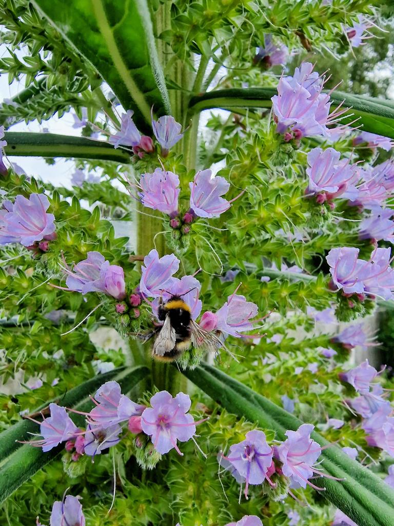 The echium is growing well and drawing in many bees. Here is an Early Bumblebee worker.