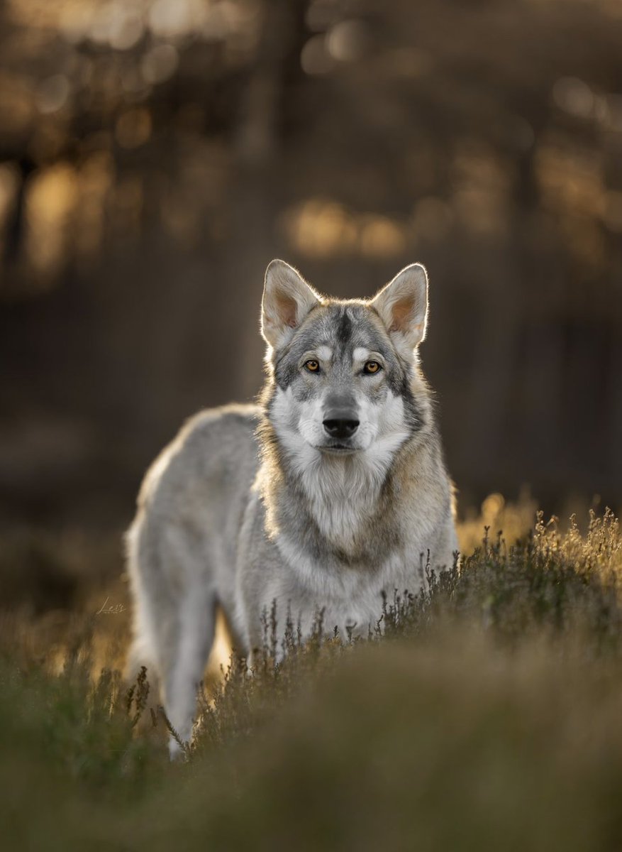 'Wolf puppy' by Yong Lei is a finalist in the 'nature lover' photo contest! viewbug.com/member/Yonglei #wildlifephotography