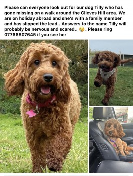 millypod1's tweet photo. TILLY HOME SAFE. THANKS FOR RT's 😊🐕🐾
🆘29 MAY 2024 #Lost TILLY #ScanMe #Tagged
Red/Brown Cockerpoo Female
Trundle Pie Lane #Halsall #ClievesHill #Ormskirk #L39 LOCAL HELP NEEDED. PLEASE SHARE. https://t.co/fbzWZhmHP6 https://t.co/Ql2tgwc06M