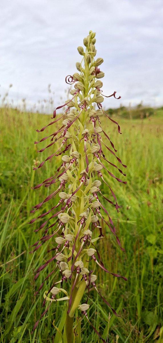 JelleVdBerghe's tweet photo. Werkdag diep in West-Vlaanderen afsluiten met wat orchideeën (bokkenorchis), haaientanden en een terrasje. Check! https://t.co/Hob0oBmKI4