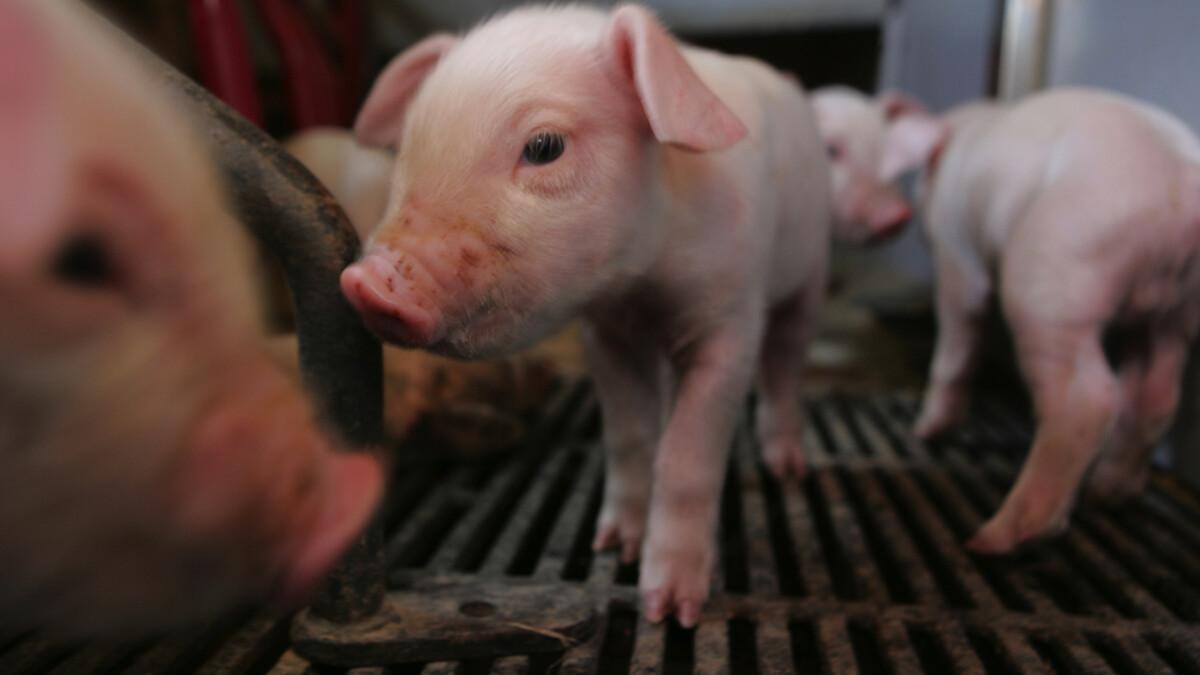 Forskere: Størstedelen af EU's landbrugsstøtte går til at producere billigere kød dr.dk/nyheder/viden/…