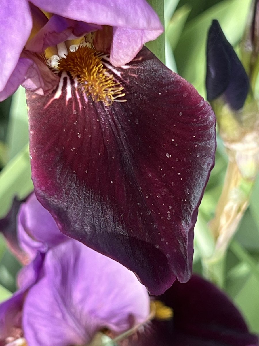 #anirisadayformay a mystery guest who snuck in to our display beds labelled as “Argus Pheasant” (which it is not). Clearly a very lovely historic iris - the falls (= iris nerd word for lower petals) are a dark red velvet with an almost green reflection like shot silk. Name?