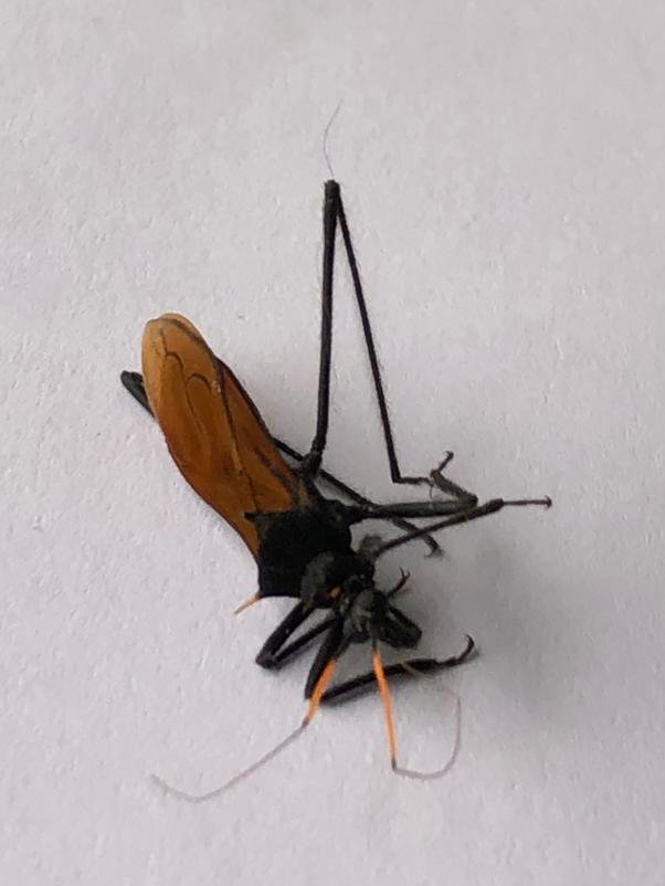 arcanoel's tweet image. Esta mañana caminé descalzo y sentí como una tachuela en el pie y era este bichito que, al quitármelo, también me "tachueleó" un poco en la mano... @MIZAUCV podrá decirme quién es y a qué se dedica?