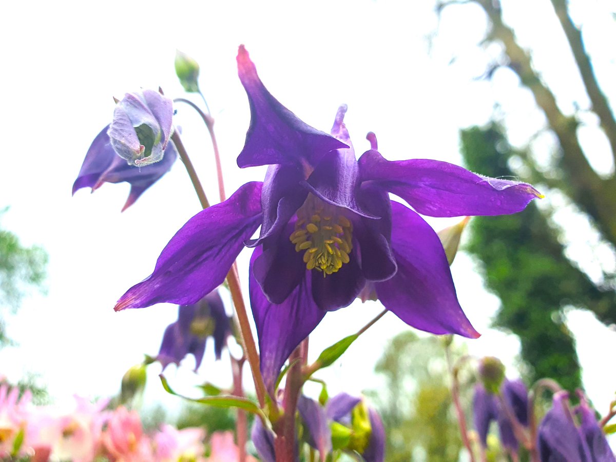 💜🌿In European #folklore aquilegia or #columbine (also known as Granny's Bonnet) was sacred to #Venus / #Aphrodite #goddess of love (and more). Carrying a posy of columbine had the power to boost the affections of one's beloved 💗Happy #FolkloreThursday #flower-power 💜🌿💗🥰