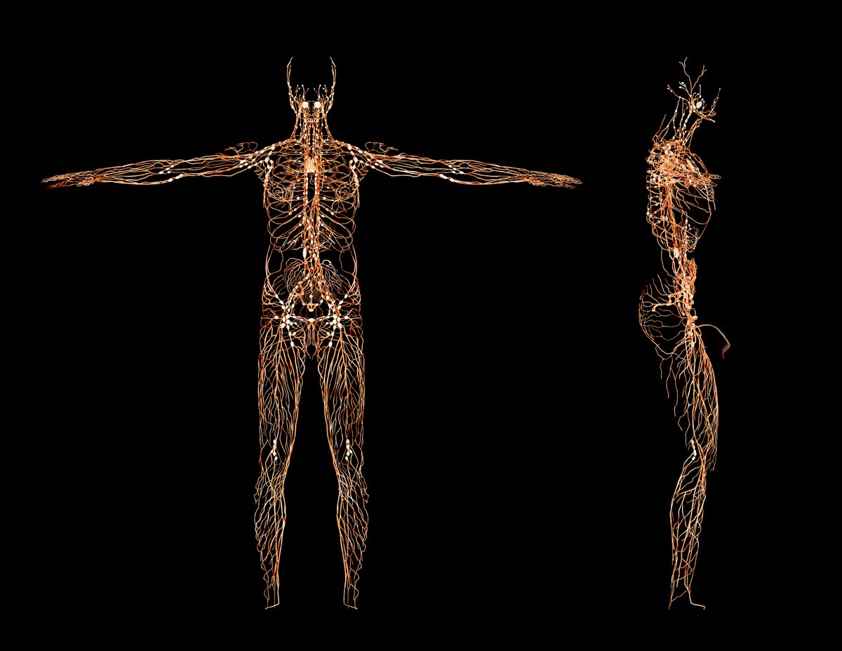 An under-spoken and greatly mistaken aspect of strength &amp; conditioning— neural adaptation.
What it is, and how to utilize neuroscience to accelerate physical and motor growth. 🧵1/10