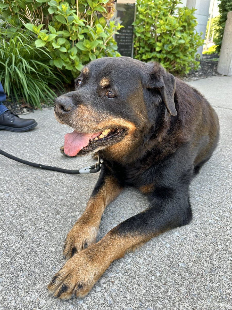 Had a visit today from 'Rocky' and his owner, Randy Brant, who stopped by @NiagaraFalls City Hall to say hello. The pre-teen #rottweiler is 12, which is old for his breed, but he was all smiles and very friendly! Isn't Rocky such a good boy?