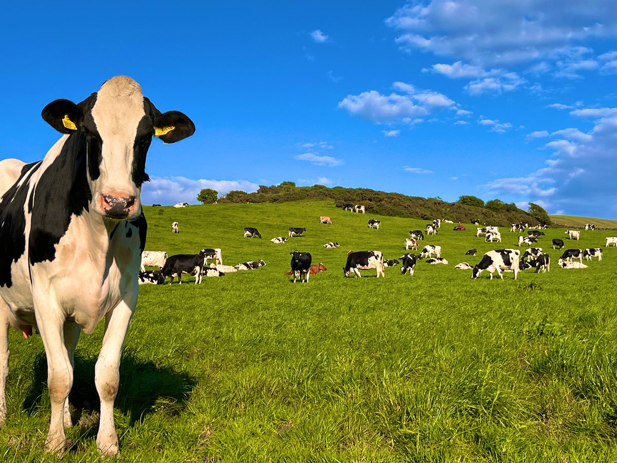 I will never grow tired of this view 😍🐮#dairyfarming