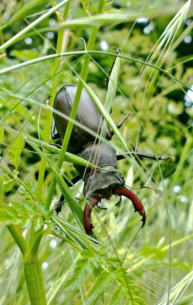 Beautiful Stag Beetle I believe spotted on walk today