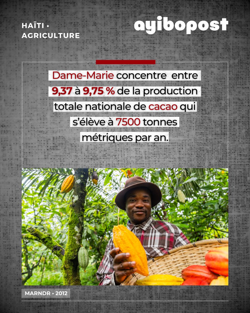 La commune de Dame-Marie concentre entre 9,37 % et 9,75 % de la production totale nationale de cacao, qui s’élève à 7 500 tonnes métriques par an, selon les données du MARNDR⬇️ ayibopost.com/lor-brun-fait-…
