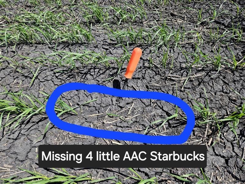 We like to share, but we draw the line at inviting Wireworms into our wheat fields!  It's been a few years, but we are finding active feeding on wireworms. All we can do now is monitor &amp; be ready for next year with some on seed insecticide to share with our friends.
#scout24