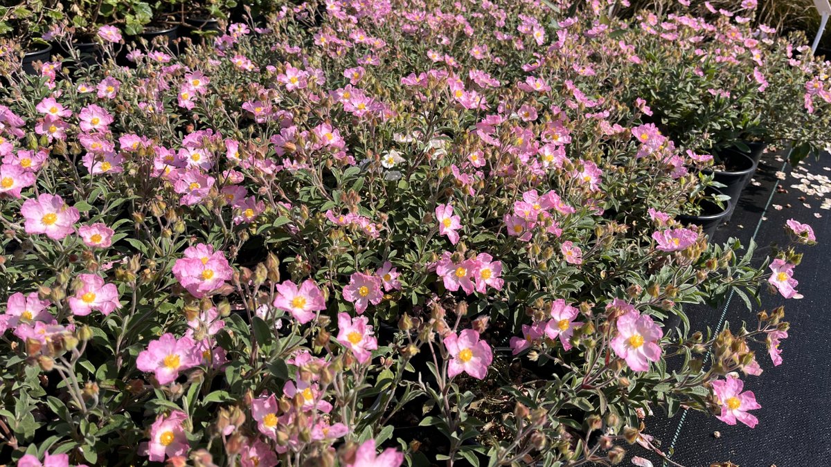 TamarNurseries's tweet photo. Cistus Silver Pink are a drought tolerant plant producing masses of delicate, papery, silver-pink flowers in midsummer. These are great in a border or large planter. https://t.co/MAO9DUZp8l