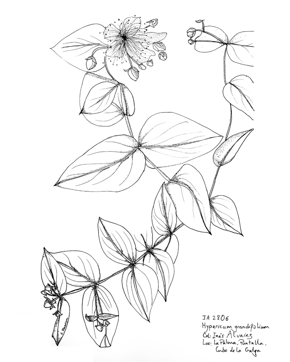Durante el taller de ilustración botánica, impartido por Laura González (<a href="/pirux_/">˙ . ꒷ IsThatPirux!? 𖦹˙</a>) en colaboración con el Real Jardín Botánico-CSIC (<a href="/rjbotanico/">REAL JARDÍN BOTÁNICO</a>), los participantes crearon estas increíbles ilustraciones utilizando material de herbario.

¡Disfrutad de ellas!

1️⃣ Esteban Manrique