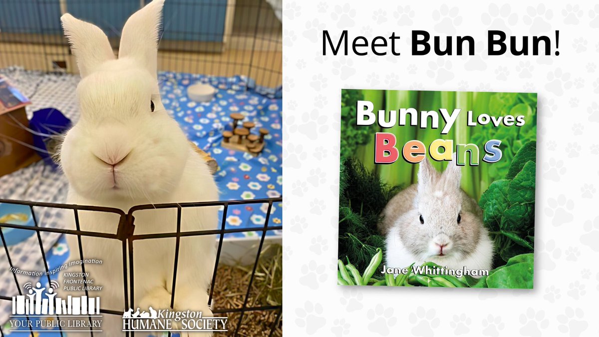 Bun Bun is a perfect match for a family with older children who can play with him. He gets along with dogs and cats. Bun Bun is looking for a spacious home where he can free-roam for parts of the day. Inquire with @KHSKingston. Read Bunny Loves Beans: ow.ly/h4b750S2fLo
