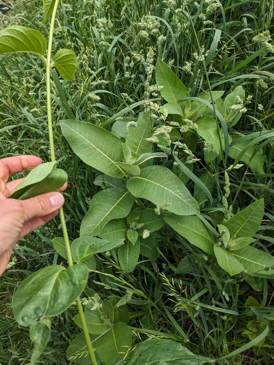 Comparing dog-strangling vine to milkweed and noticing how easy it could be for monarchs to lay eggs on the wrong plant. #charlesewebster <a href="/TOES_TDSB/">TOES_TDSB</a>