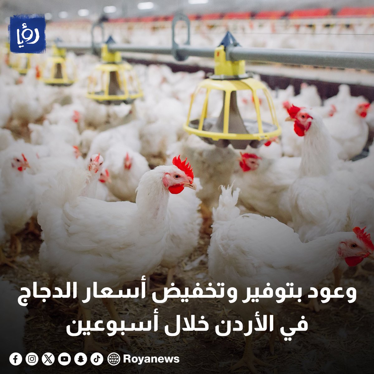 وعود بتوفير وتخفيض أسعار الدجاج في الأردن خلال أسبوعين - فيديو royanews.tv/news/327659 #رؤيا_الإخباري #الدجاج #المواد_الغذائية #عاجل