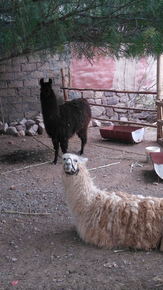 Postal de #Purmamarca #Jujuy 🐐🇦🇷 @Imagen_Arg #hacerfotos #viajar