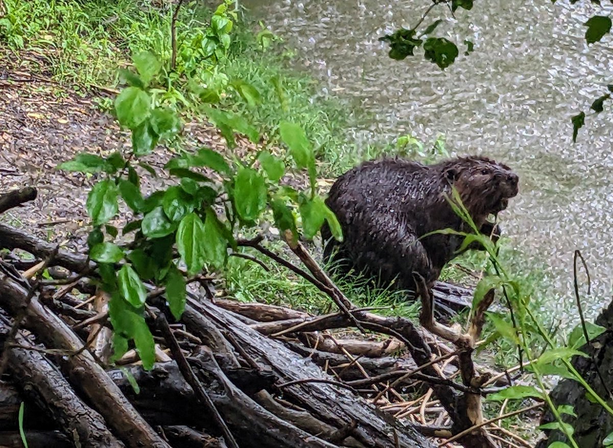 Amassing clues for weeks (chewed stumps, prints, fur) and now the real deal! Couldn't have been more excited! <a href="/TOES_TDSB/">TOES_TDSB</a> @broadacresJPS