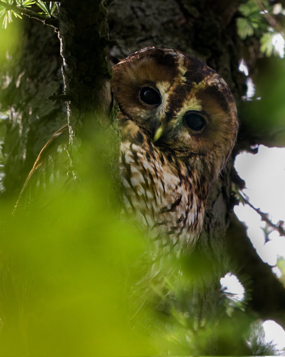 Being spied on by this big-eyed, curious Tawny Owl... Definitely going to be the highlight of my year. What a privilege! 🥳 #WishesDoComeTrue 🦉✨ #bird #photography #ThePhotoHour #nature #lifer
