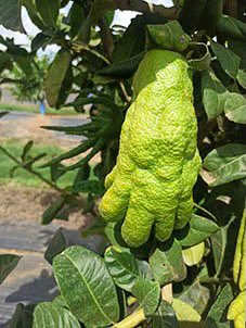 @gunsnrosesgirl3 It’s known as Buddhas Green Hand

It’s a citron whose fruit is segmented into ginger like segments. They’re usually found in Asia in countries like China and India.

They’re pretty great for your health as they help soothe gastrointestinal distress and also boost the immune