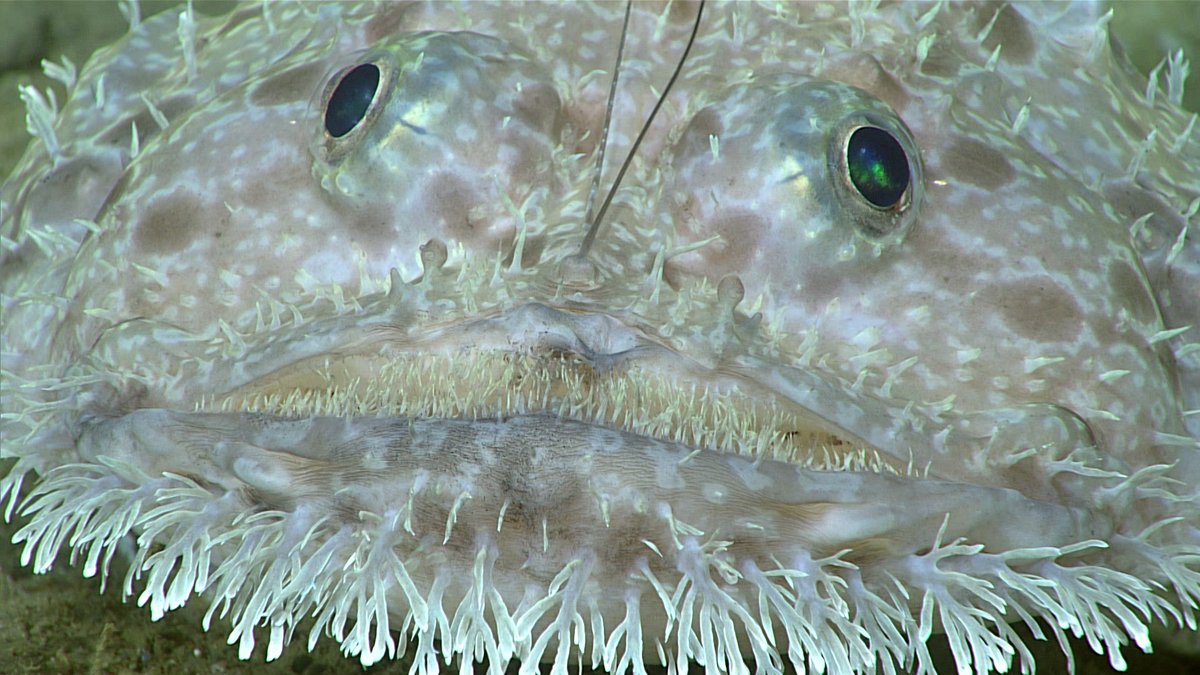 Is the seafloor looking at you?

The goosefish is an ambush predator. A goosefish lays in wait for its prey with a lure out like its cousins, anglerfish. The lure entices the prey, and the goosefish will strike, capturing its meal.

Source: @NOAA

#MarineLife #MarineBiology