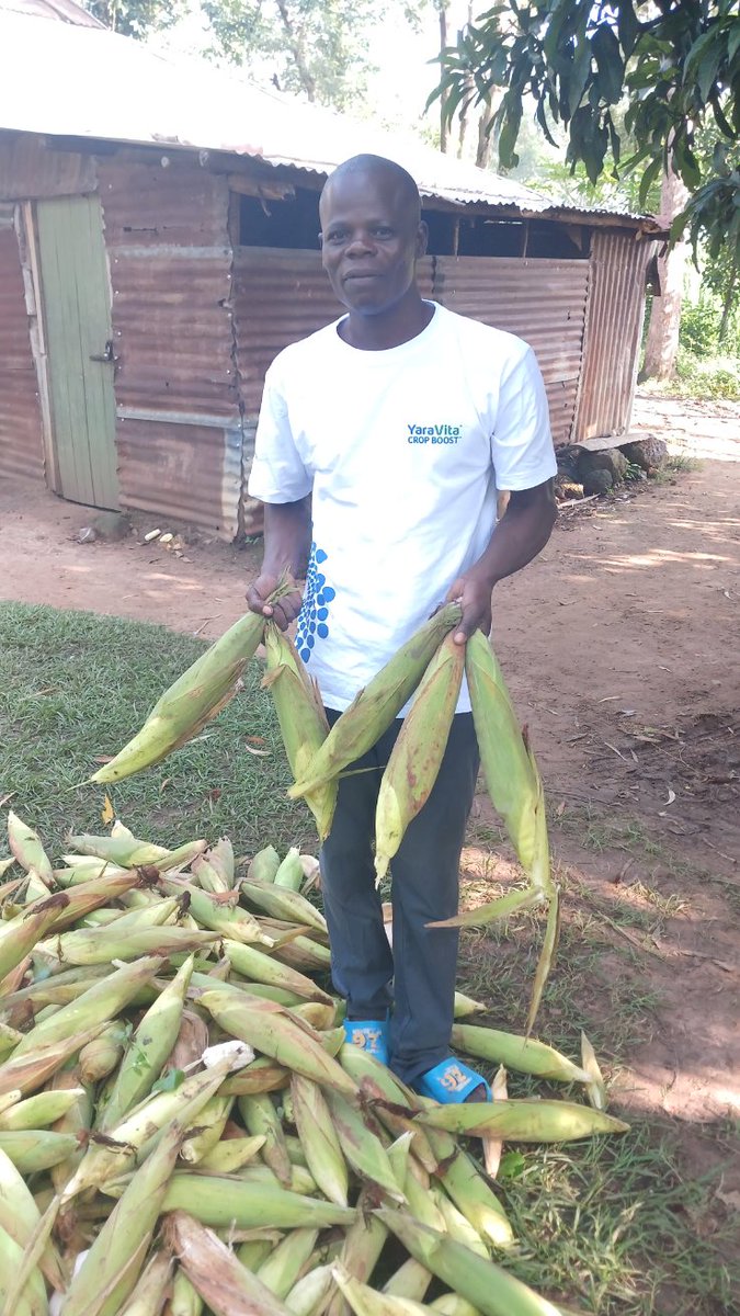 The results of Yara MiCROP fertiliser, I have harvest green maize which is so heavy. @YaraKenya @diangaronald @Billngeno @rodgers_kirwa @MFarmguard #MboleaNiYara.