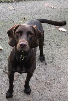 millypod1's tweet photo. 🆘30 MAY 2024 #Lost PIP #ScanMe
Brown Pointer Cross Female
Near Station House #Adlestrop and #LowerOddington #Gloucestershire #GL56
nr #Cotswolds Stow-on-the-Wold
https://t.co/pQJyvzFI1O https://t.co/RuKKZ48XR6
