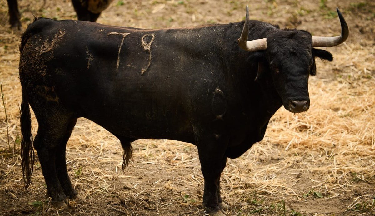 Bandolero-79 de Cebada Gago sobrero en Pamplona el año pasado, para las calles de Nules (Castellón).