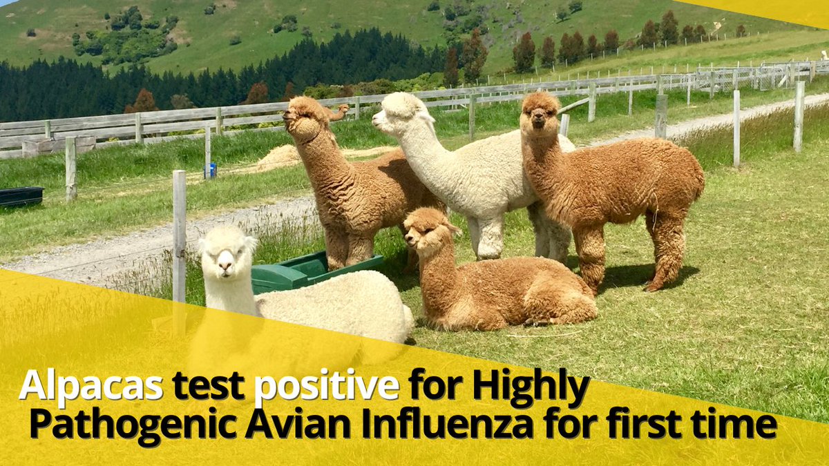 Alpacas test positive for Highly Pathogenic Avian Influenza for first time dlvr.it/T7ccxT