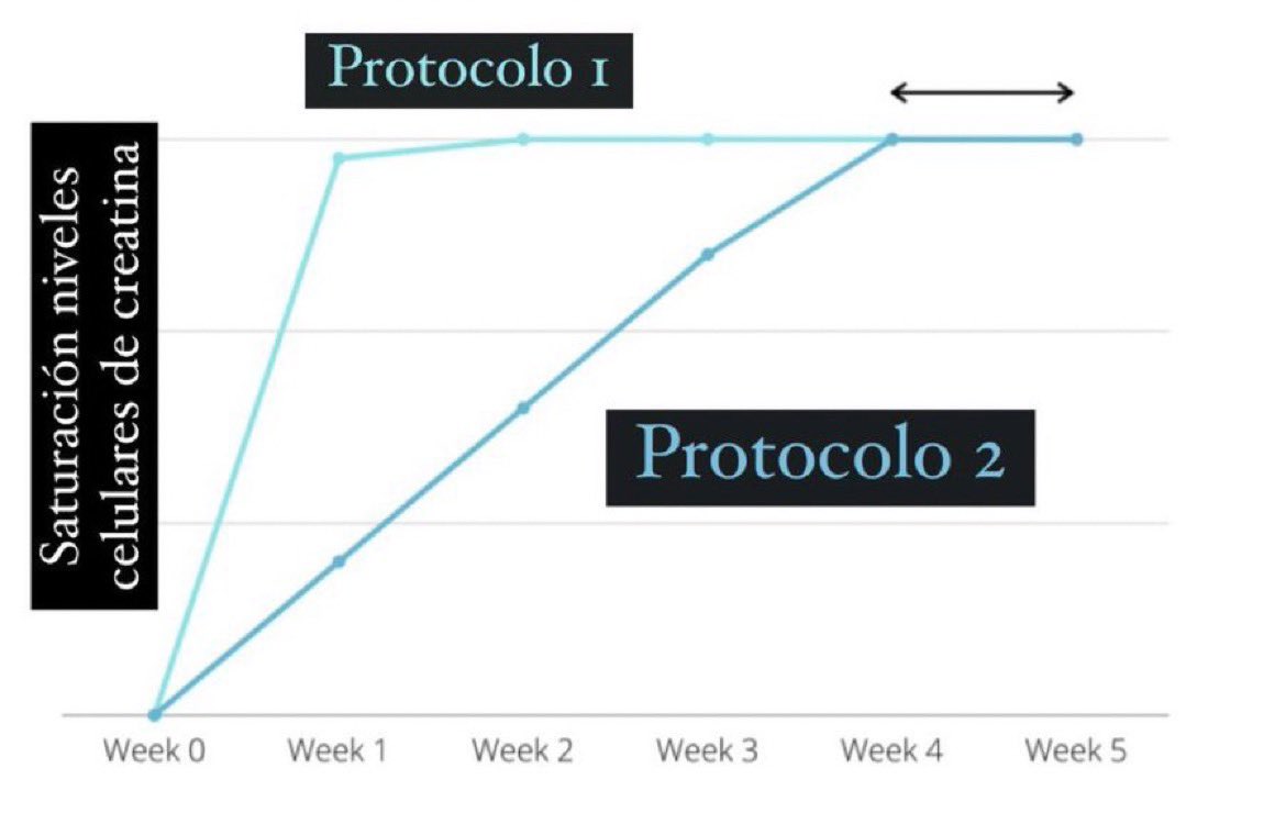 AntelmPujol's tweet photo. 🏆 MEJOR FORMA DE TOMAR LA CREATINA

1️⃣Protocolo carga: 20 gramos de durante 3 días y después 5 gramos/ día ⇨ Saturación niveles celulares creatina en 5 días.

2️⃣Protocolo siempre igual: 5 gramos/ día ⇨ Saturación niveles celulares creatina en 28 días.

🚀El protocolo de carga consigue beneficios más tempranos. 
✅Pero los resultados a largo plazo son los mismos.