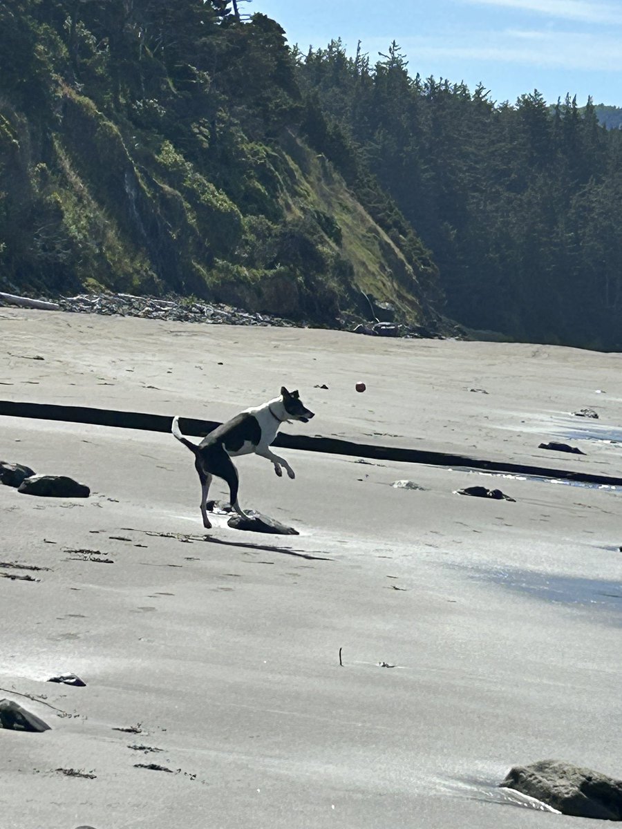 roseisrosejones's tweet photo. Gabby likes to bounce the ball off her nose and then catch it some times!
#JumpingBean
#DogsofTwitter https://t.co/lHBUYPZhl7