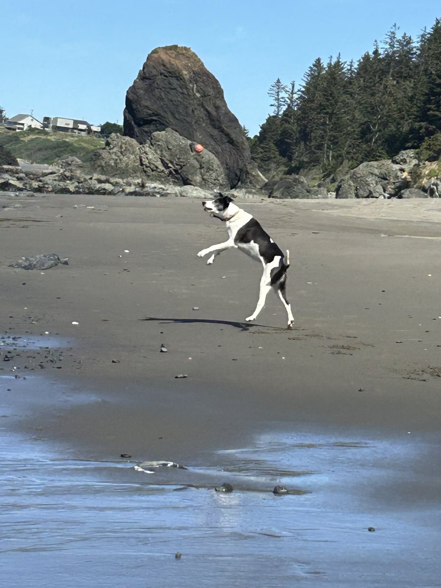 roseisrosejones's tweet photo. Gabby likes to bounce the ball off her nose and then catch it some times!
#JumpingBean
#DogsofTwitter https://t.co/lHBUYPZhl7