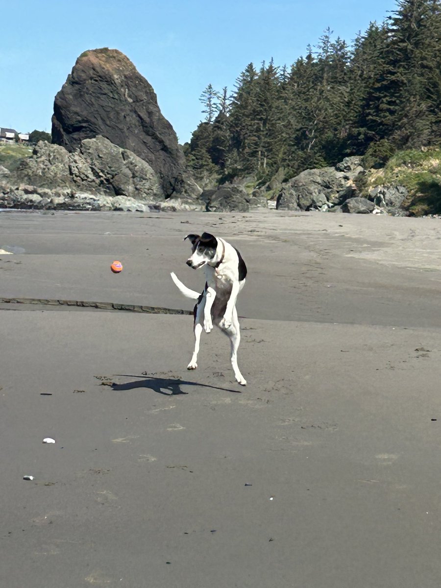 roseisrosejones's tweet photo. Gabby likes to bounce the ball off her nose and then catch it some times!
#JumpingBean
#DogsofTwitter https://t.co/lHBUYPZhl7