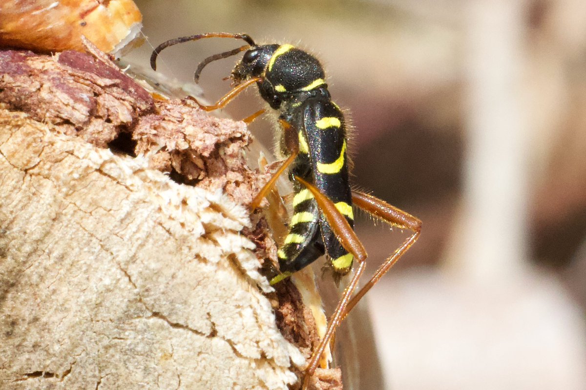 This is a Wasp Beetle, Clytus arietis, I think it is a female laying eggs in an old, rotten fence post #InsectThursday