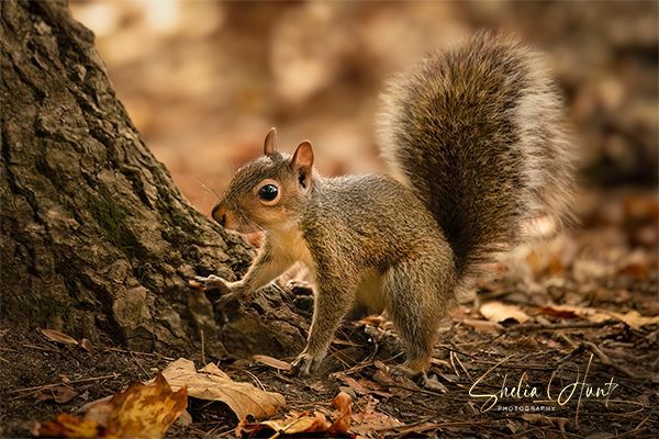 Just uploaded my award-winning photo to Fine Art America! 📸✨ Take a look and let me know what you think! 🌟👉 buff.ly/3yChHjb #Photography #FineArt #ProudMoment #SheliaHuntPhotography #WildlifePhotographer #Squirrels #BuyIntoArt