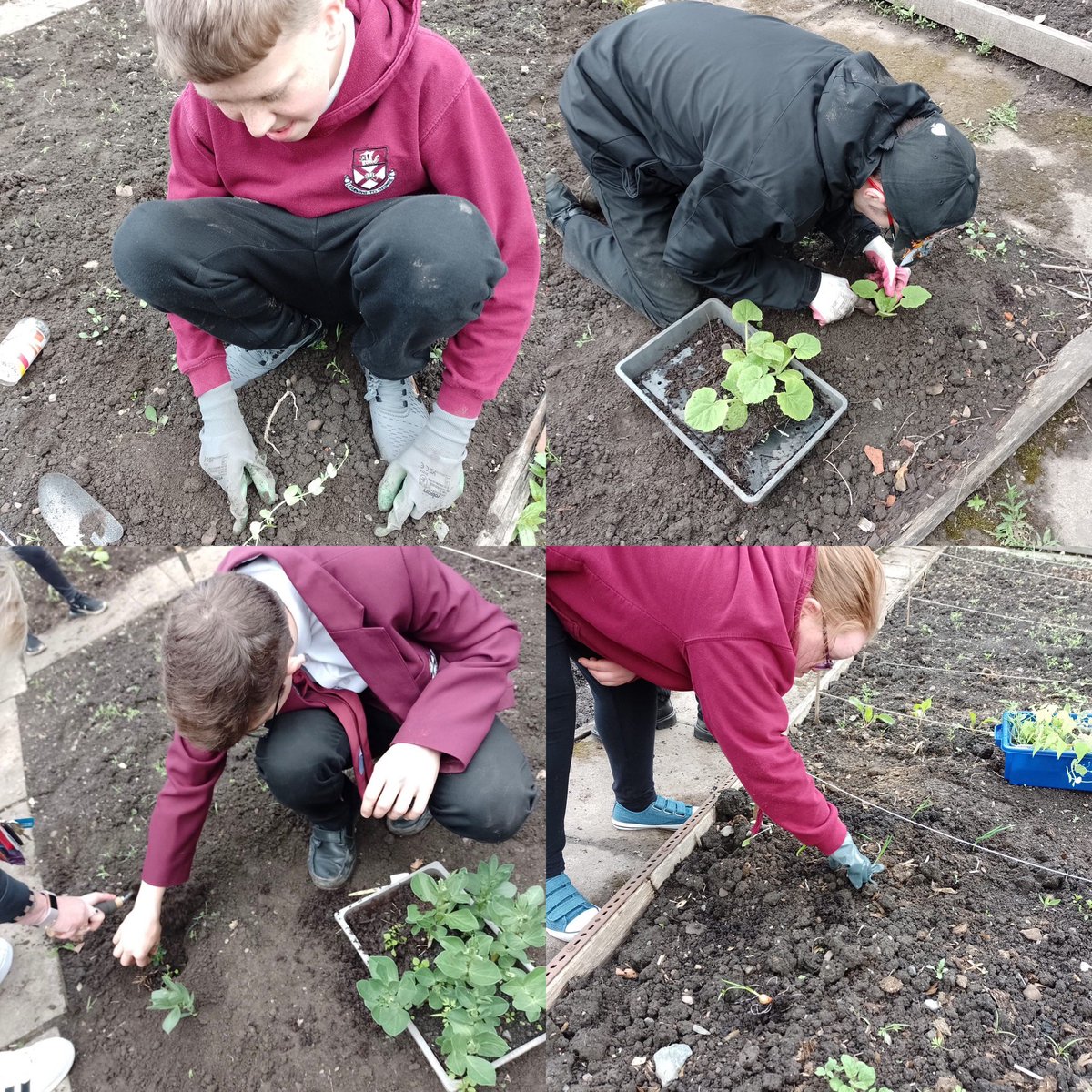 We loved spending some time at our allotment today planting and weeding. It’s been tricky to get down due to all the rain but the plants aren’t complaining 🌱 @AlloaAcademy #wearegrowing #planting #teamwork