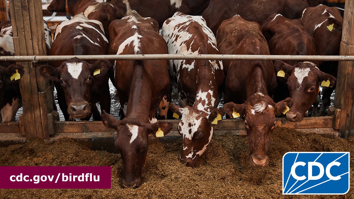 CDC confirmed a 3rd H5 bird flu human infection in the U.S. tied to dairy cow outbreaks. While the risk to the general public remains low, people with animal exposures should take precautions:

Read the full press release: bit.ly/4bFacGX