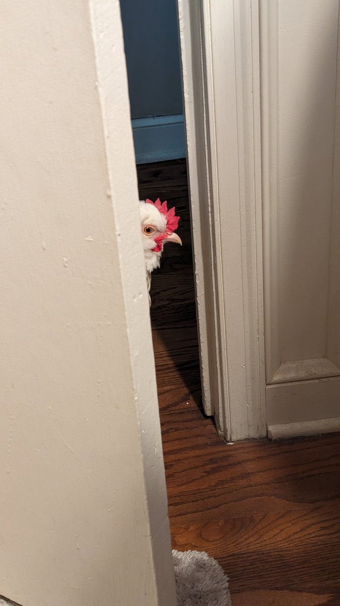 KingSamRooster's tweet photo. Whatcha doin' hooman? https://t.co/ivNglsLF59