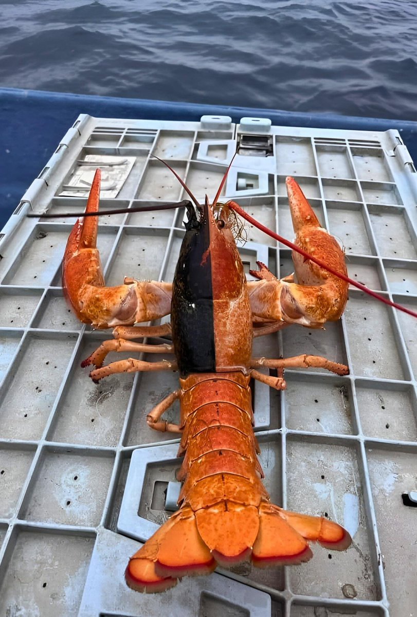 Increíble langosta mitad naranja, mitad negra

Esta rara langosta fue capturada en la costa de Terranova y se cree que es una en un millón.

La coloración de la langosta está dividida justo por la mitad, con un lado naranja y el otro negro. ¡Incluso sus antenas son de dos colores